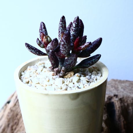 アドロミクス  フィリカウリス レッドフォーム   Adromischus filicaulis No.040