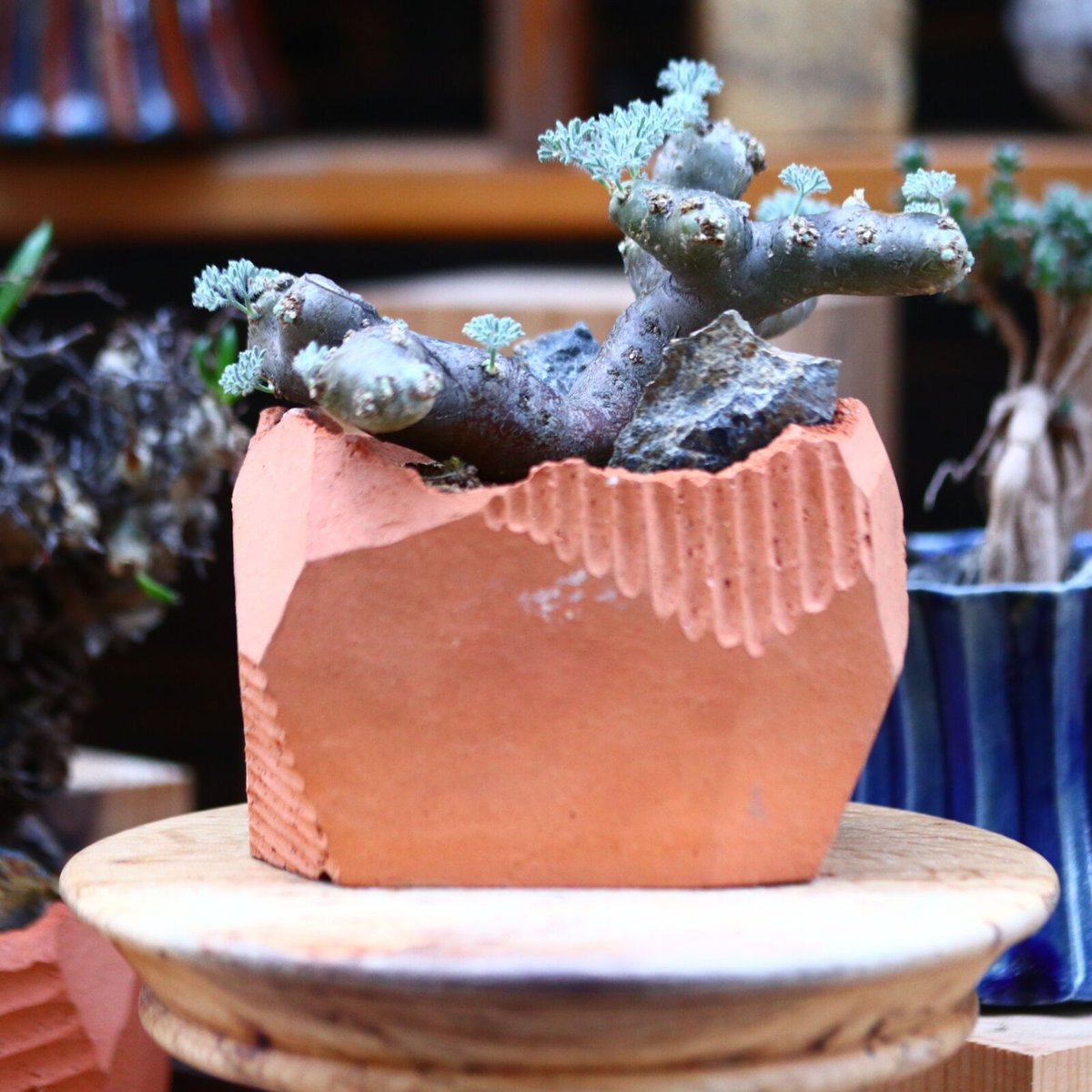 サルコカウロン ムルチフィズム サルコカウロン・ムルチフィズム 良型