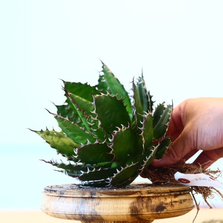 Agave horrida / Style of Chika   no.1015/71