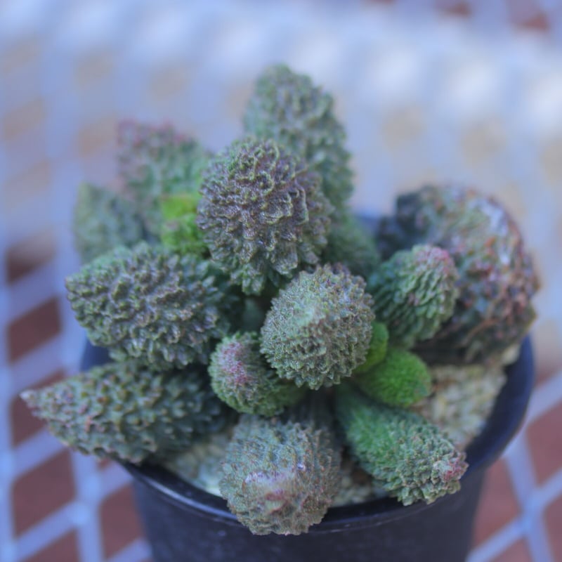 アドロミスクス ドリアンレッド Adromischus marianiae herrei アドロミスクス ドリアンレッド Adromischus marianiae herrei