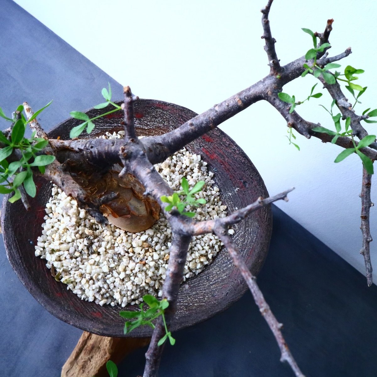 あ*ん様 コミフォラ セルヴィフォリア Commiphora Cervifoli Yahoo!オークション - コミフォラ セルヴィフォリア 発根済み 希少 塊