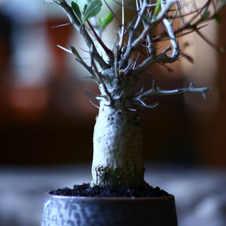 フォークイエリア  コルムナリス  観峰玉 Fouquieria columnari   no.70510