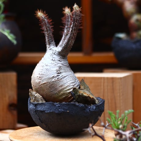 パキポディウム  グラキリス／Pachypodium  gracilius   no.40344