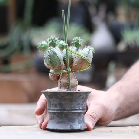 ユーフォルビア  オベサ hyb. ／Euphorbia obesa  hyb.  no.103064