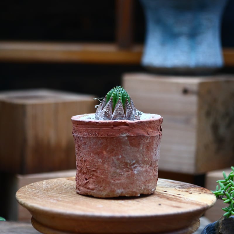 ユーフォルビア：オベサ 4号23-12 の通販 | 園芸ネット ユーフォルビア