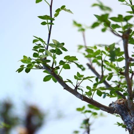 ブルセラ ファガロイデス / Bursera fagaroides   no.62514
