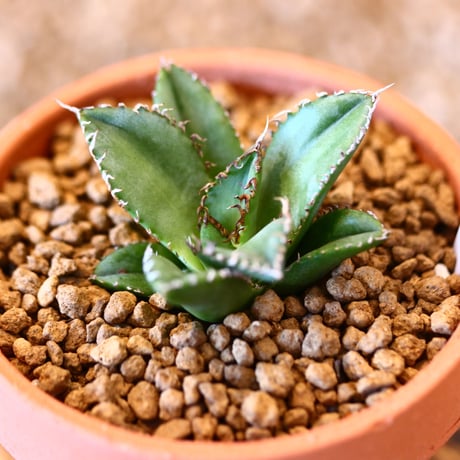 【9/9入荷未発根未活着ベアルート植込み】 Agave titanota "Filigree crested    no.91768