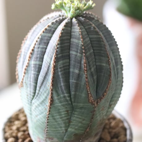 Euphorbia obesa♂ × YAMABACHI var. takero pot  no.51909
