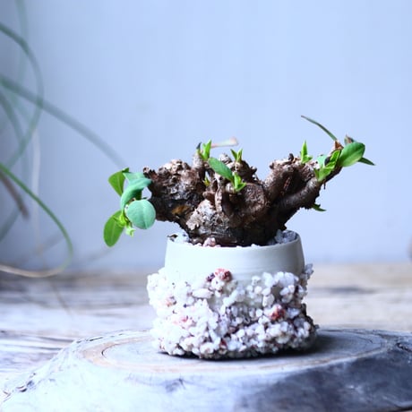 ユーフォルビア    イトレメンシス    Euphorbia itremensi  no.101832