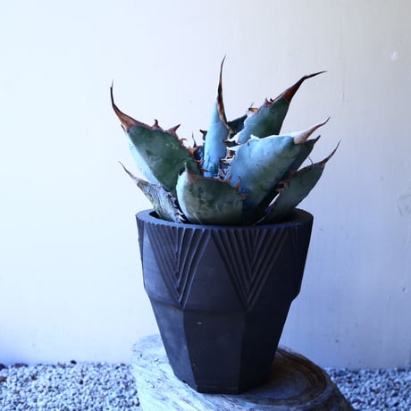アガベ   ホワイトアイスブルー   Agave  titanota white ice   no.11236