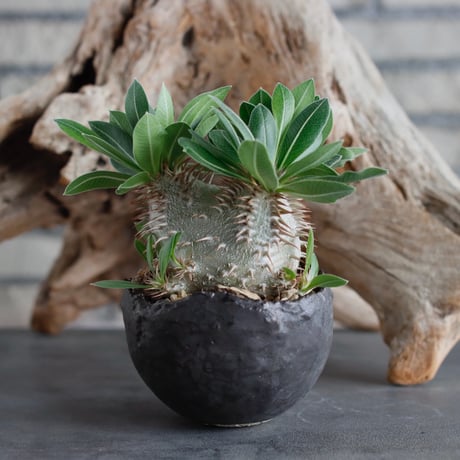 Pachypodium hyb.【makayense × leucoxanthum】(dobuzuke) × takero pot (4号)  no.622-25
