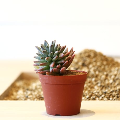 パキフィツム ヒアリウム / Pachyphytum 'Hialium'   no.41617