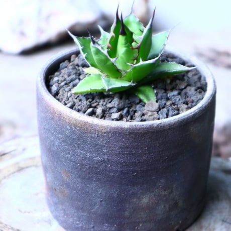アガベ ホリダ   Agave horrida   no.102722