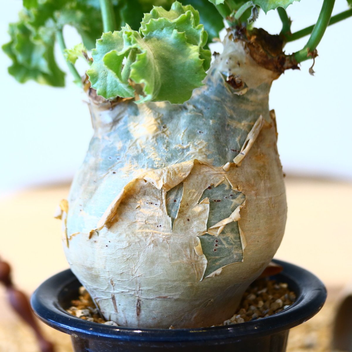 キフォステンマ マクロプス / Cyphostemma uter var. macropus