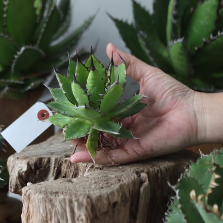 U.S. horrida (Agave horrida) / Style of Chika　no.1203-64