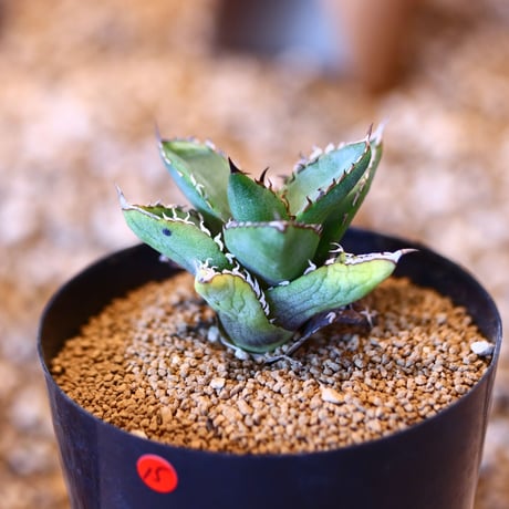 アガベ チタノタ フィリグリー / Agave titanota "Filigree crested   no. 50715