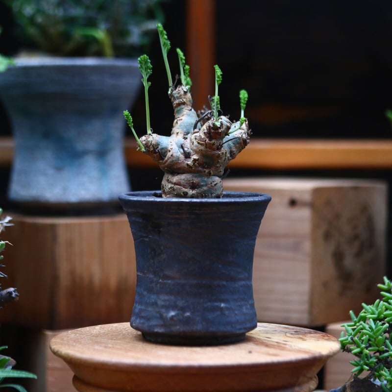 ペラルゴニウム　カルノーサム ペラルゴニウム カルノーサム | mana's farm:塊根植物・アガベ