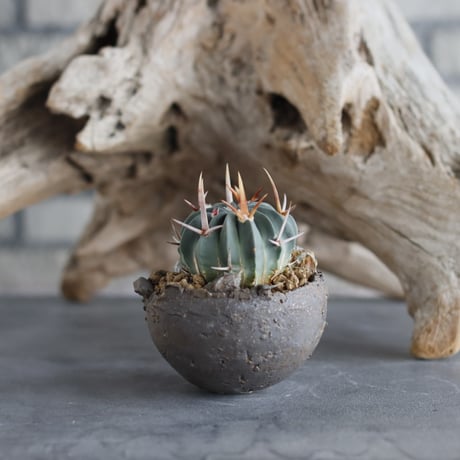 Echinofossulocactus coptonogonus × takero pot (3号)  no.629-18
