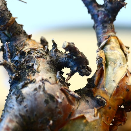 Commiphora boranensis × N/OH  no.20428