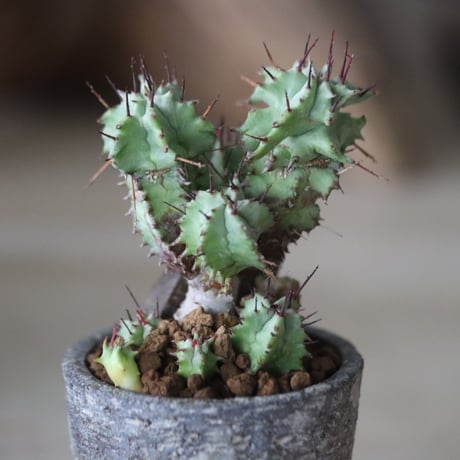 Euphorbia horrida f. monstruosa × たけろうポット 　no.63025