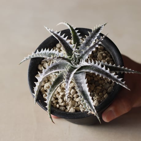 Dyckia SF02 (Samurai x Fat Boy / Selected) Otto Hybrid / (3.5号鉢)  no.913/56