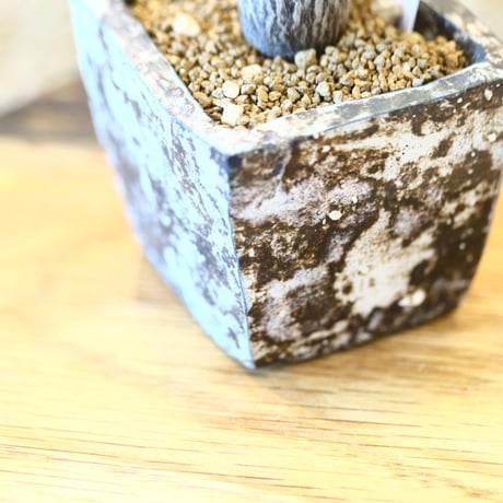 Pachypodium baronii var. windsorii × たけろうポット    no.100806