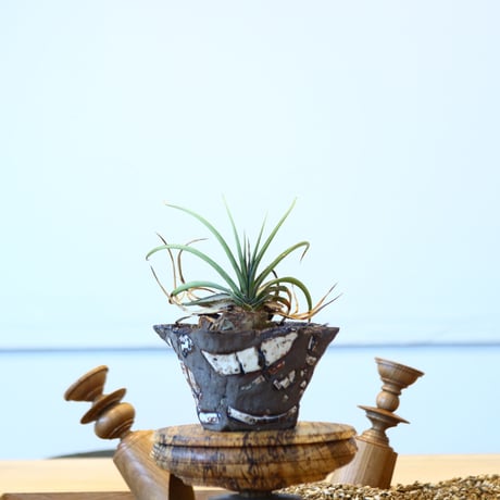 ディッキア エステベシー  ×  dyckia  estevesii no.73043