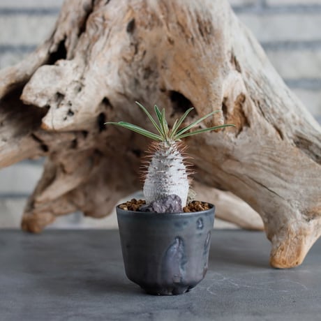 Pachypodium gracilius (BANKSIA WORKS ) × Kazuhiro Arima (2.5号)  no.622-12
