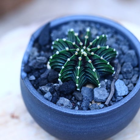 ギムノカリキウム   フィードリッフィーLB2178／Gymnocalycium friedrichii    no.10961