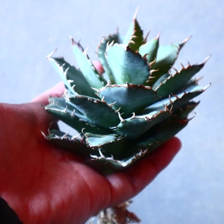 アガベ チタノタ フィリグリー Agave titanota "Filigree crested   no.20909