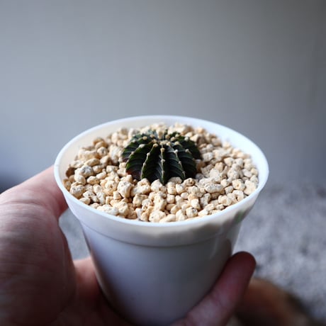 ギムノカリキウム   フィードリッフィーLB2178  Gymnocalycium friedrichii    no.102807