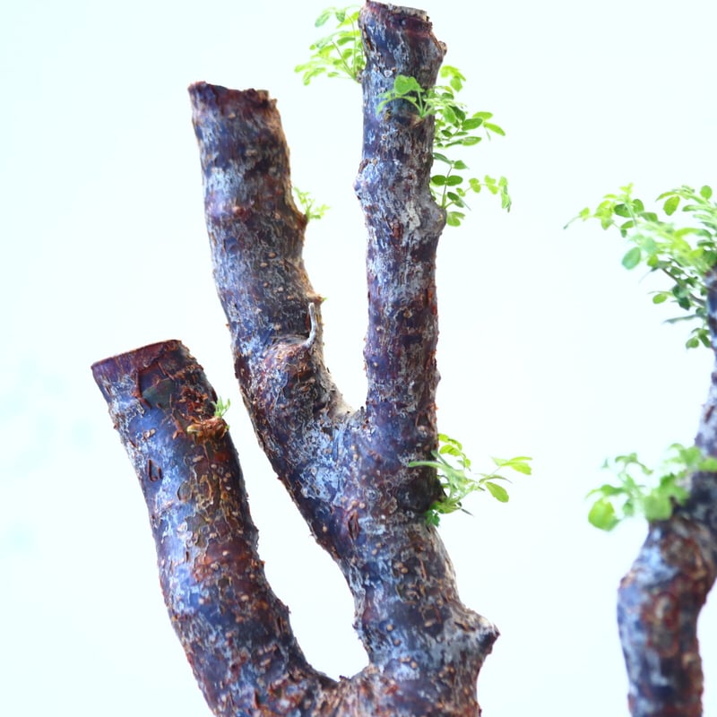 コミフォラ モンストローサ / Commiphora monstrosa no.62503