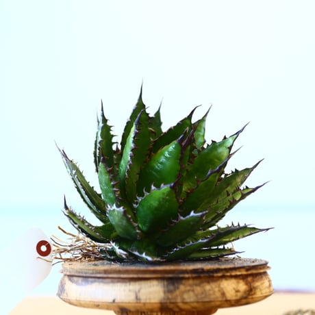 Agave horrida / Style of Chika   no.1015/69
