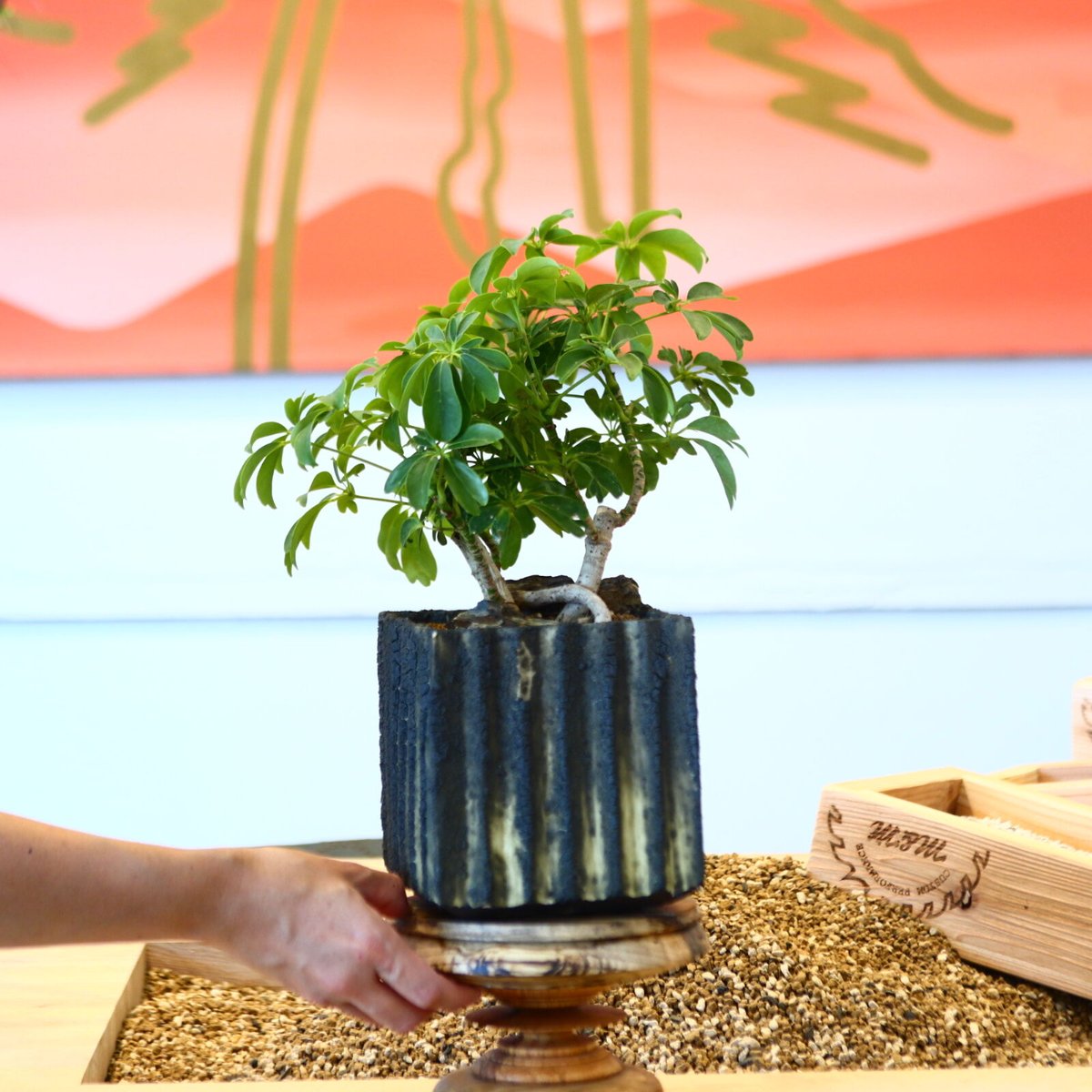 シェフレラ / Schefflera arboricola no.80617 | 芽の巣山