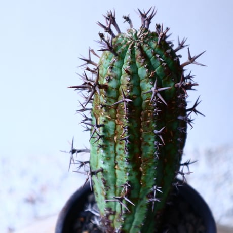 ユーフォルビア  群星冠    Euphorbia   stellispina  no.20312