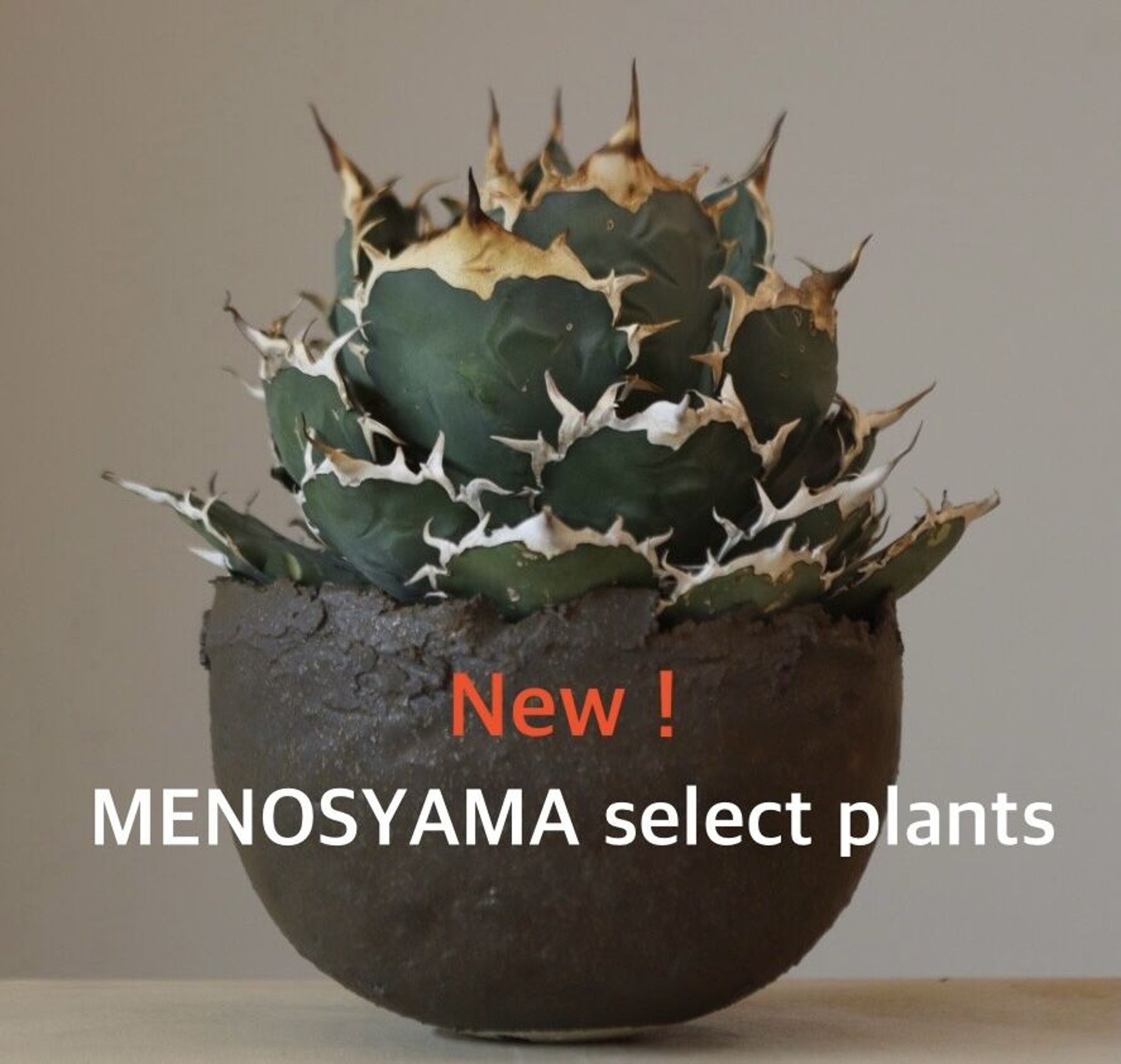 激レア【新品未使用】作家鉢 手作り 観葉 多肉 塊根 芽の巣山 カタチ