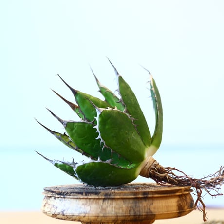 Agave horrida / Style of Chika   no.1015/67