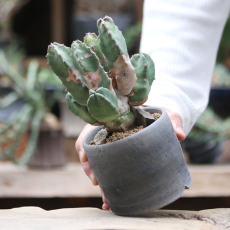 ユーフォルビア レシニフェラ 白角キリン／Euphorbia resinifera    no.100924