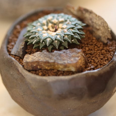 Ariocarpus kotschoubeyanus (姫牡丹) × たけろうポット  no.112-23