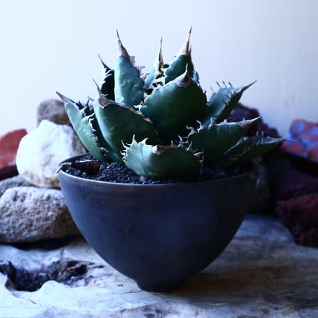 アガベ チタノタ    Agave titanota     no.33212