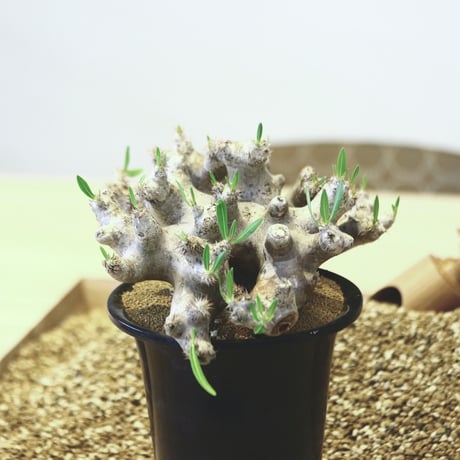 パキポディウム ブレビカリックス / Pachypodium densiflorum var. brevicalyx   no.42305