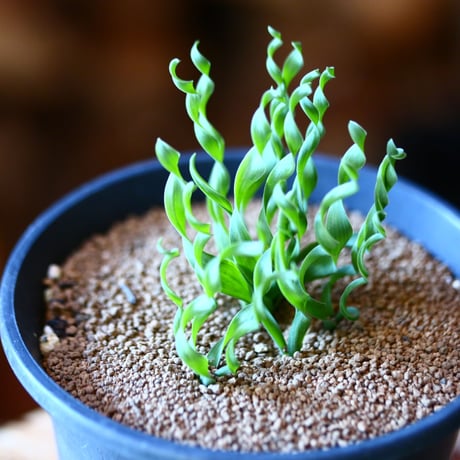 アルブカ コンコル ディアナ Albuca Concordiana  no.111542②