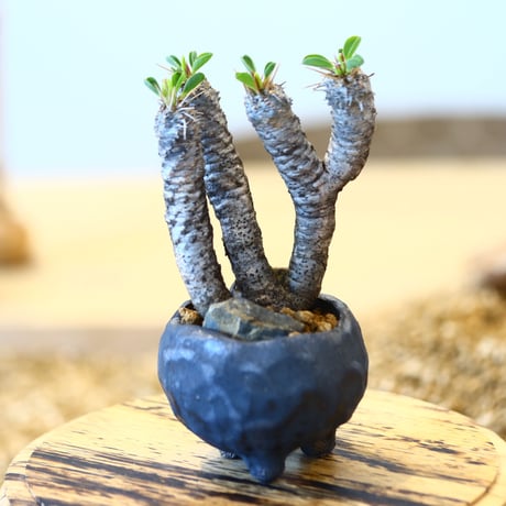 Euphorbia guillauminiana × たけろうポット   no.90307
