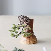 真柏10年 / twinz bonsai(1.5号)  no.913/72