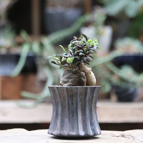 ユーフォルビア  フランコイシー／Euphorbia francoisii   no.100911