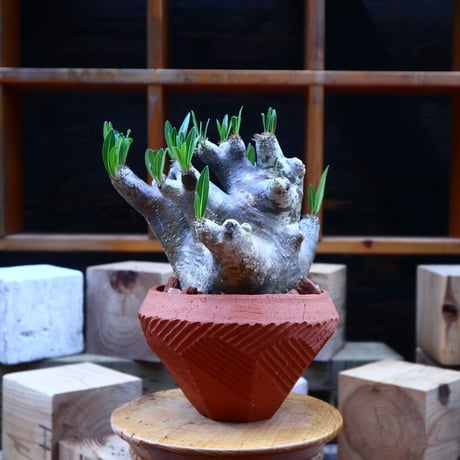 パキポディウム  イノピナツム／Pachypodium Inopinatum   no.71809