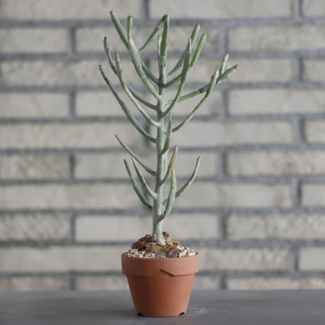 Euphorbia  enterophora ssp. enterophora  (エンテロフォラシルバー)/ Madagascar / T.W. × YAMABACHI (3号) no.329/41