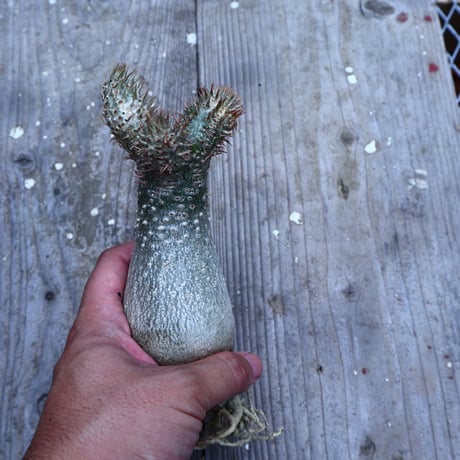 パキポディウム  イノピナツム  抜苗／Pachypodium Inopinatum     no.I-14
