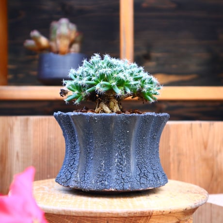 トリコディアデマ  デンスム   紫星晃／Trichodiadema densum   no.60532