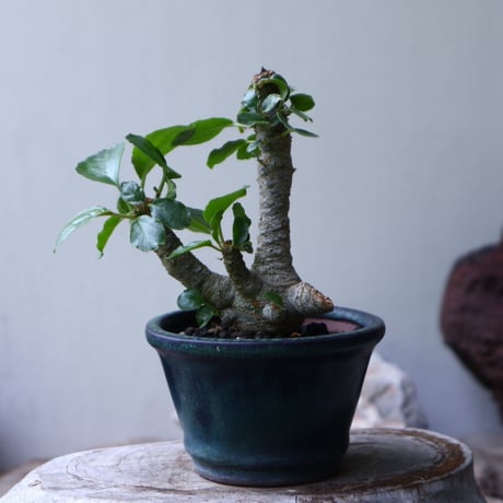 ドルステニア フォエチダ   Dorstenia foetida  no.90122